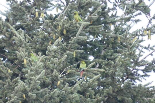 Image of Slender-billed Conure