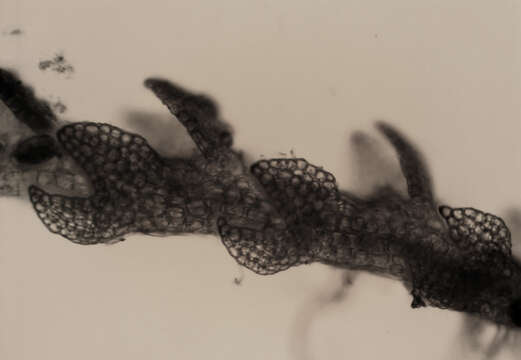 Image of Cephaloziella exiliflora (Taylor) Douin