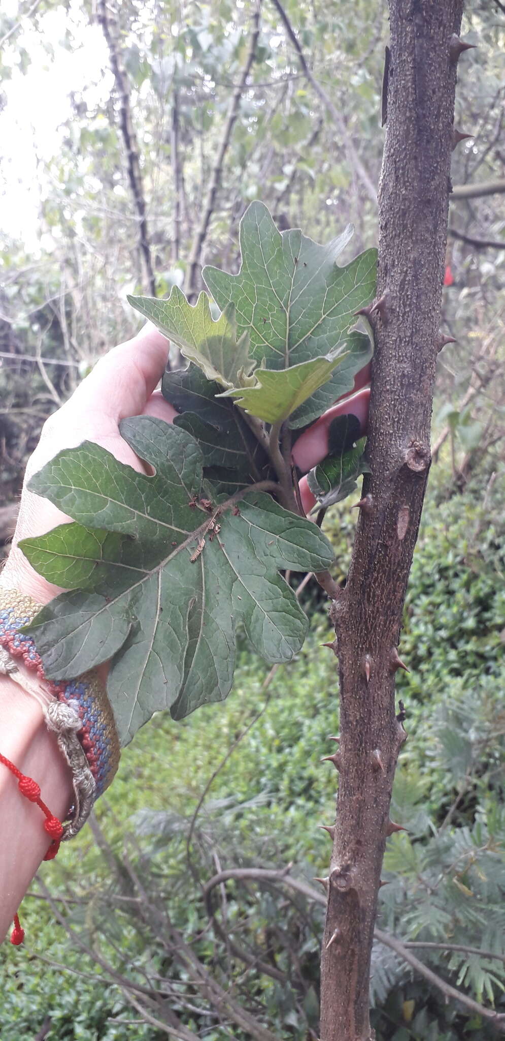 Image of Solanum stellatiglandulosum Bitler