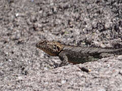 Image of Spiny lava lizard