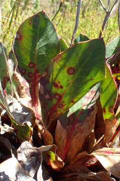 Image of Protea caespitosa Andr.