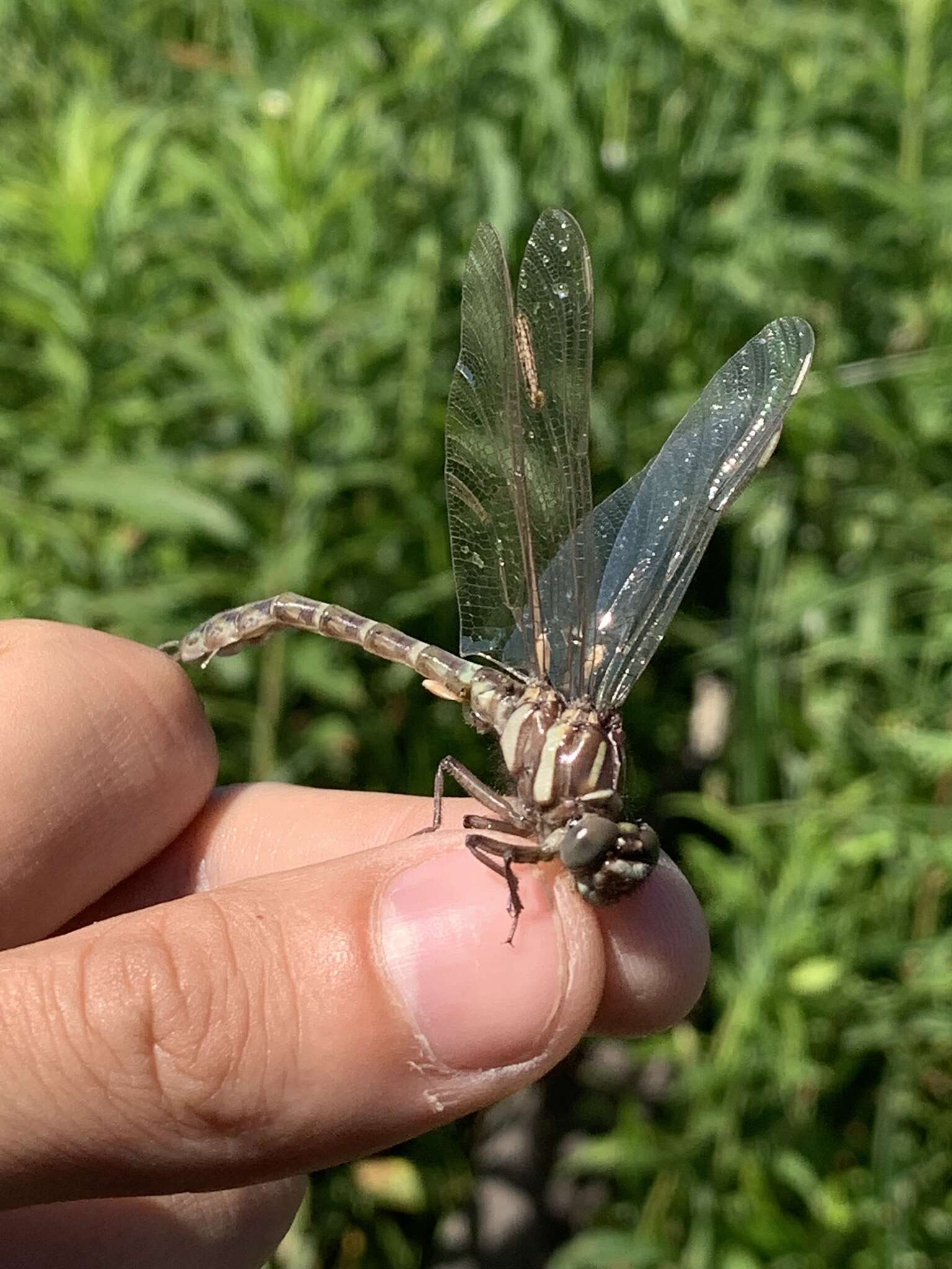 Image of Zebra Clubtail