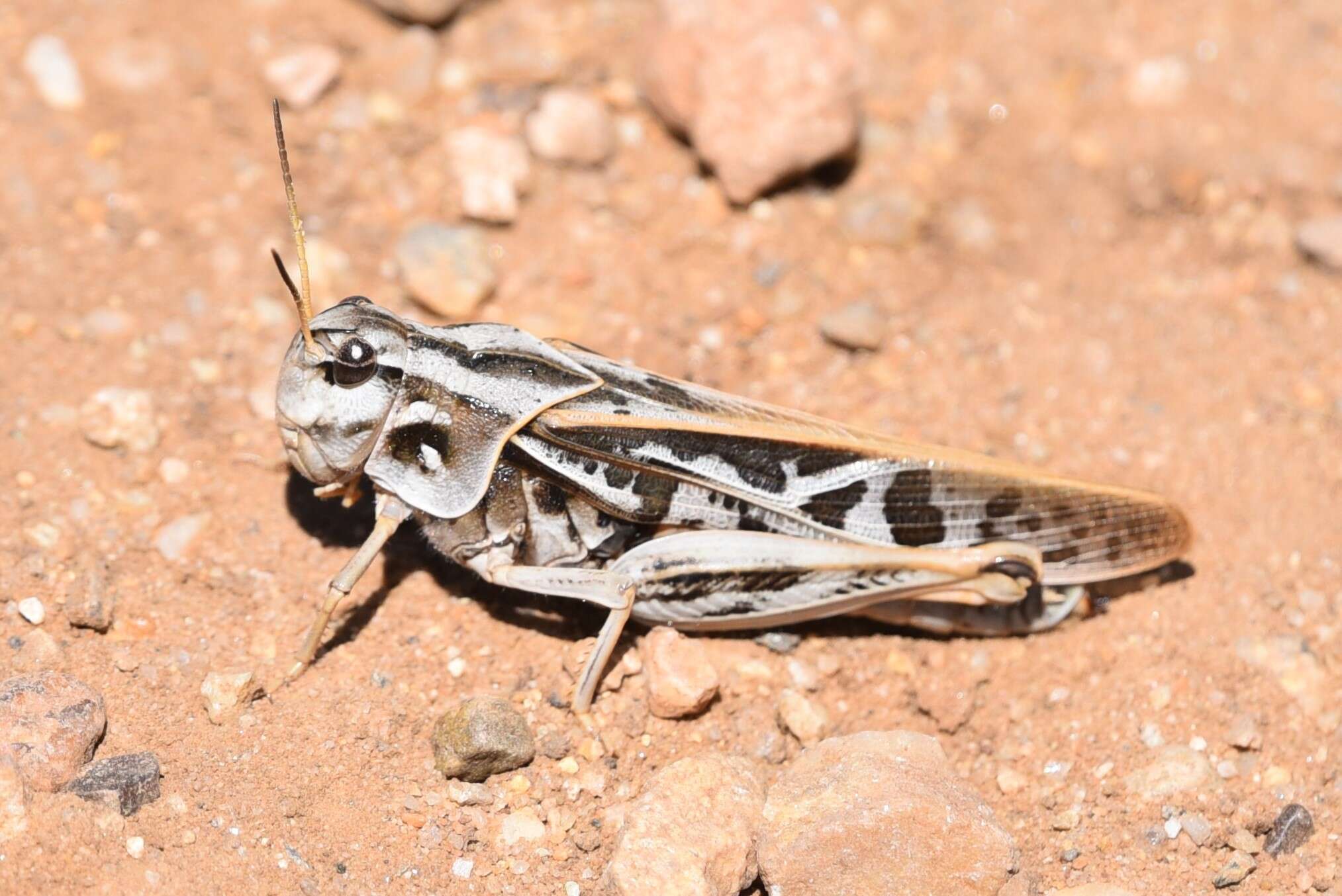 Слика од Pardalophora apiculata (Harris & T. W. 1835)