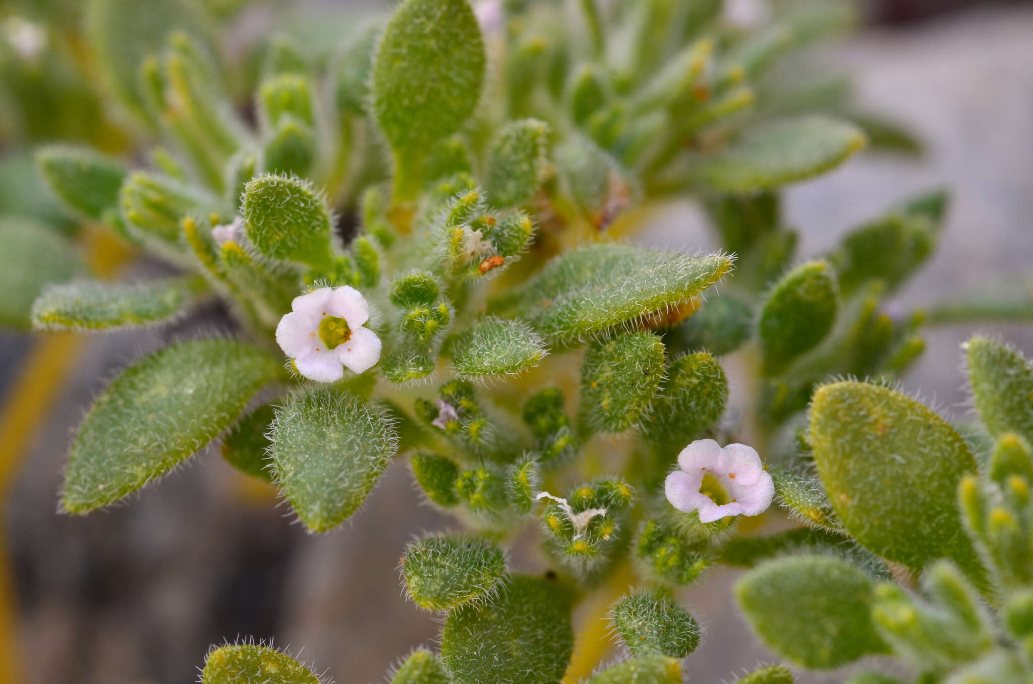 Image of eggleaf fiddleleaf