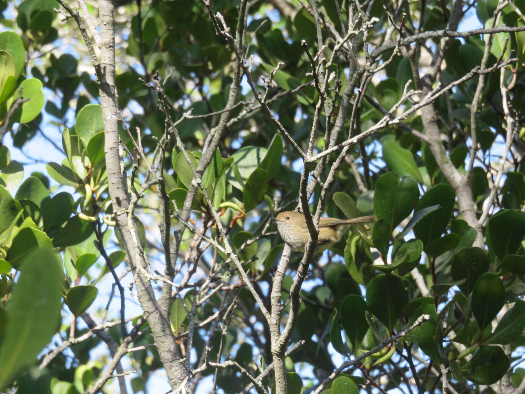 Image of Brown Thornbill