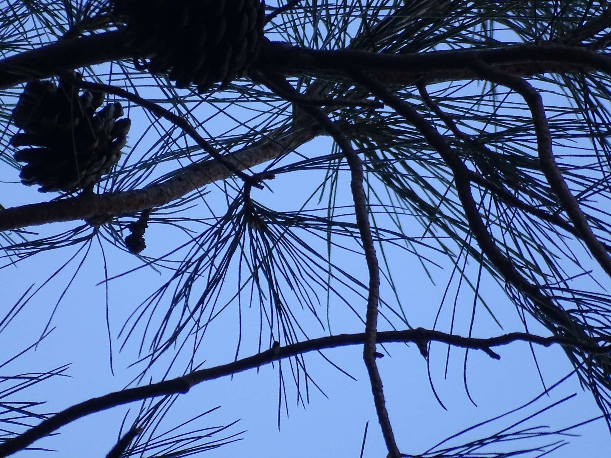 Image of Chihuahua Pine