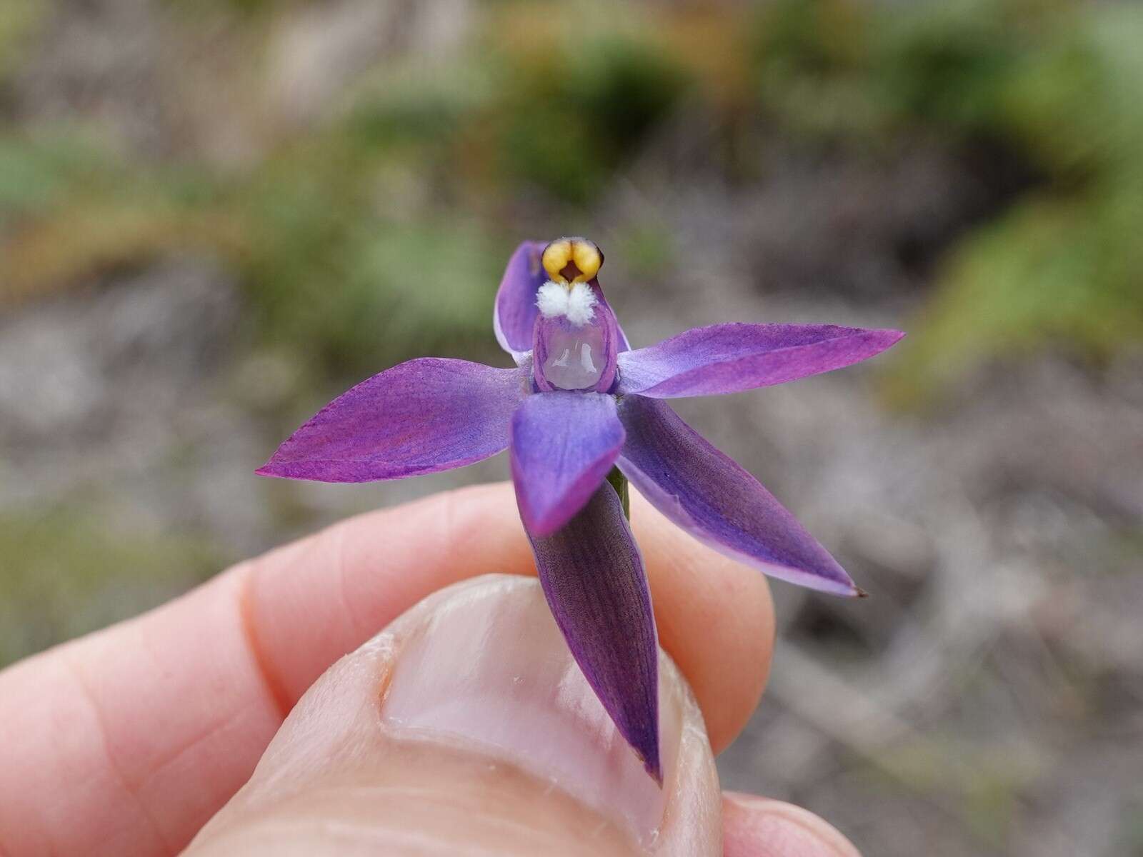 Image of Slender sun orchid