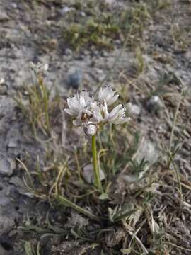 Image of Allium polyrhizum Turcz. ex Regel