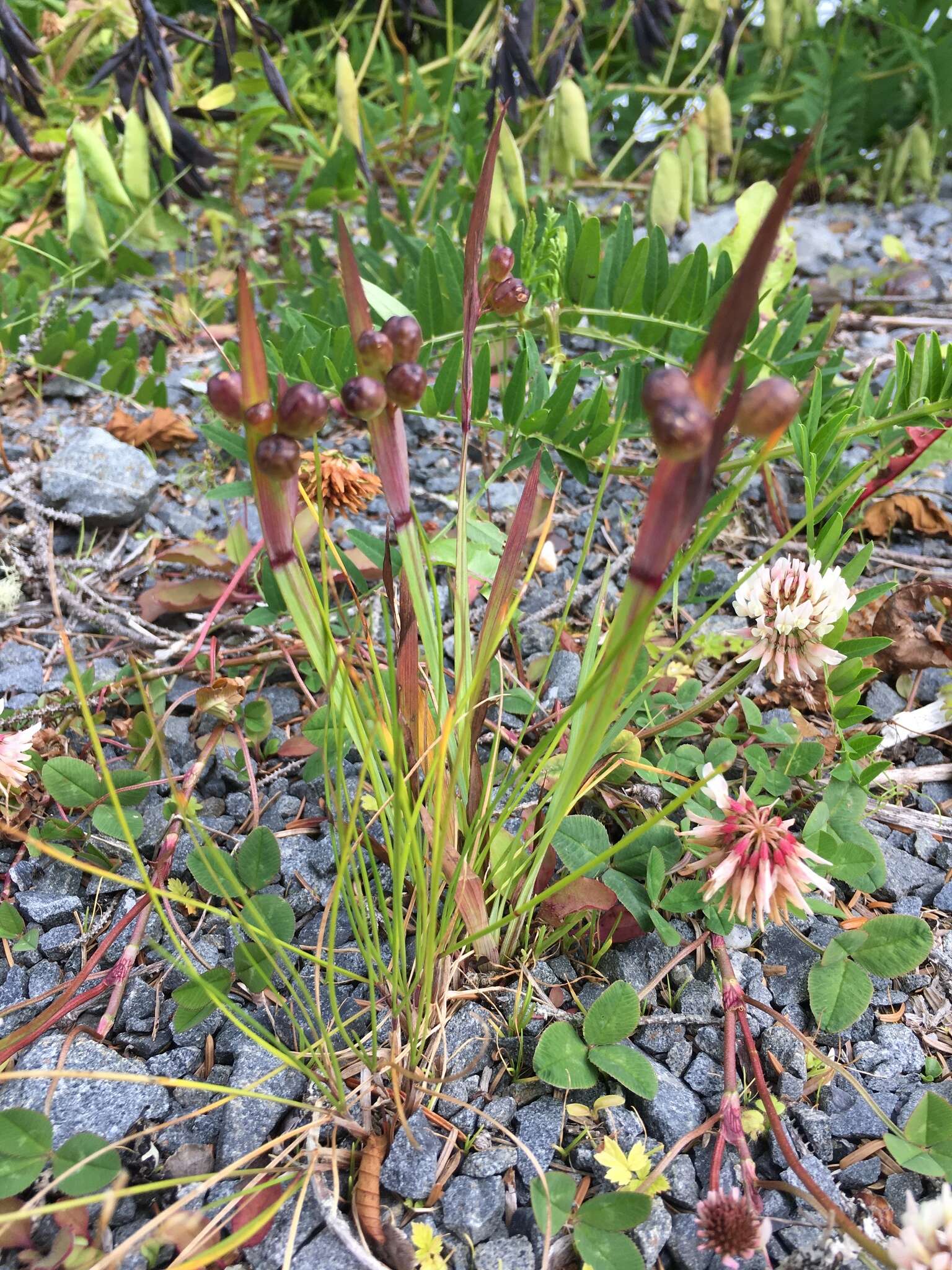 Image of Alaska Blue-Eyed-Grass