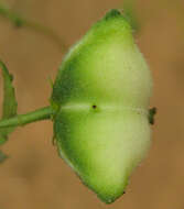 صورة Plukenetia africana Sond.