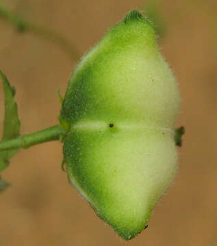 Image of Plukenetia africana Sond.