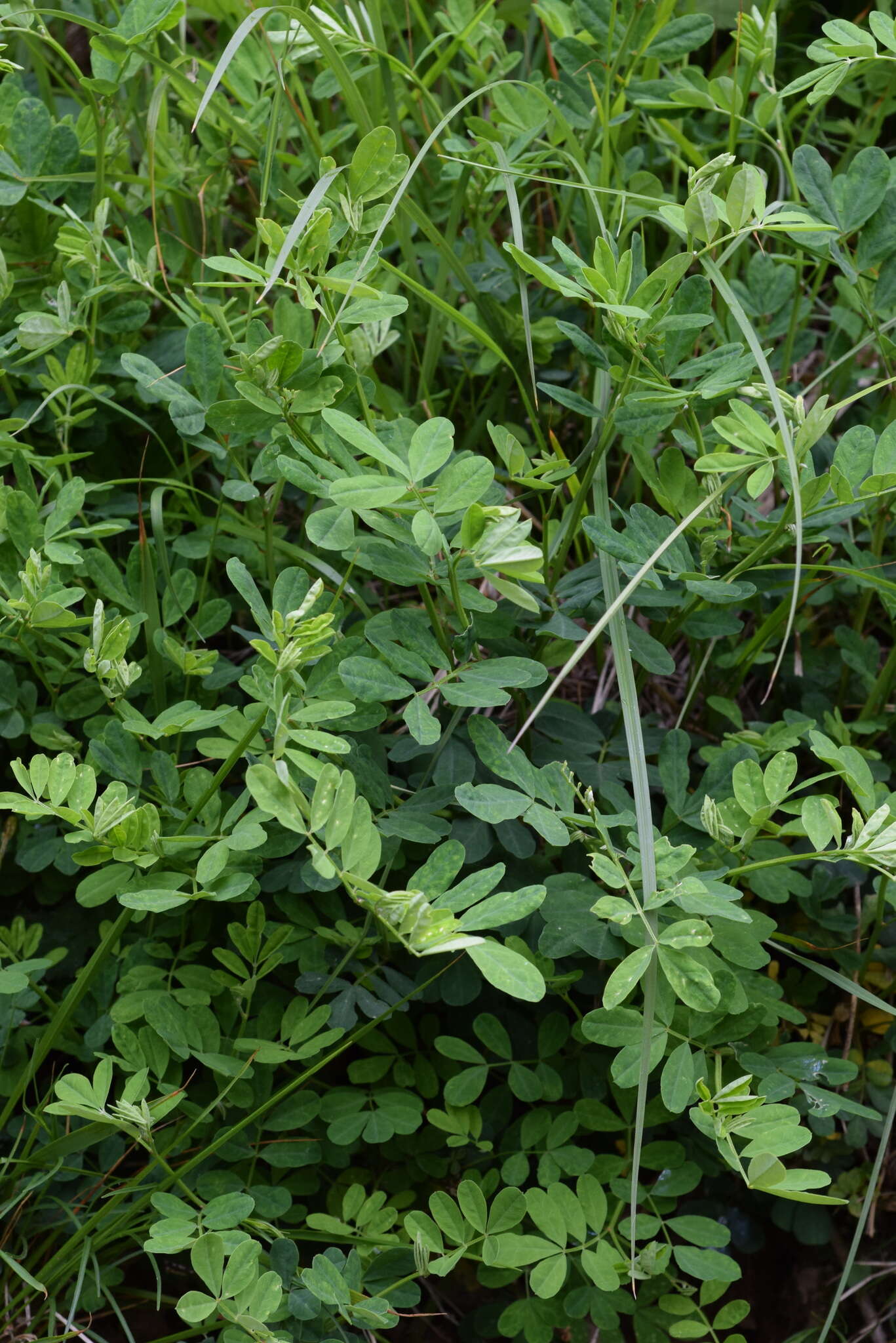 Image of scorpion senna