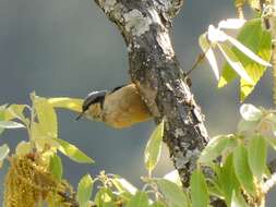 Image of White-tailed Nuthatch