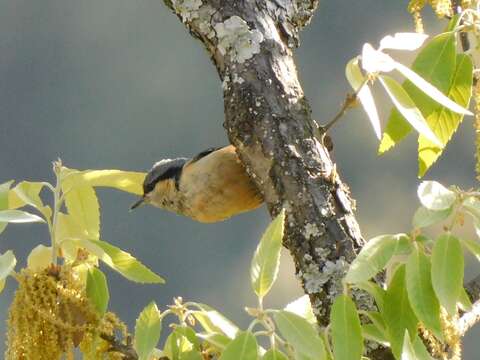 Image of White-tailed Nuthatch