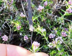 Image of Metalasia serrulata P. O. Karis
