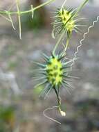 صورة Echinopepon minimus var. peninsularis (Gentry) Stocking