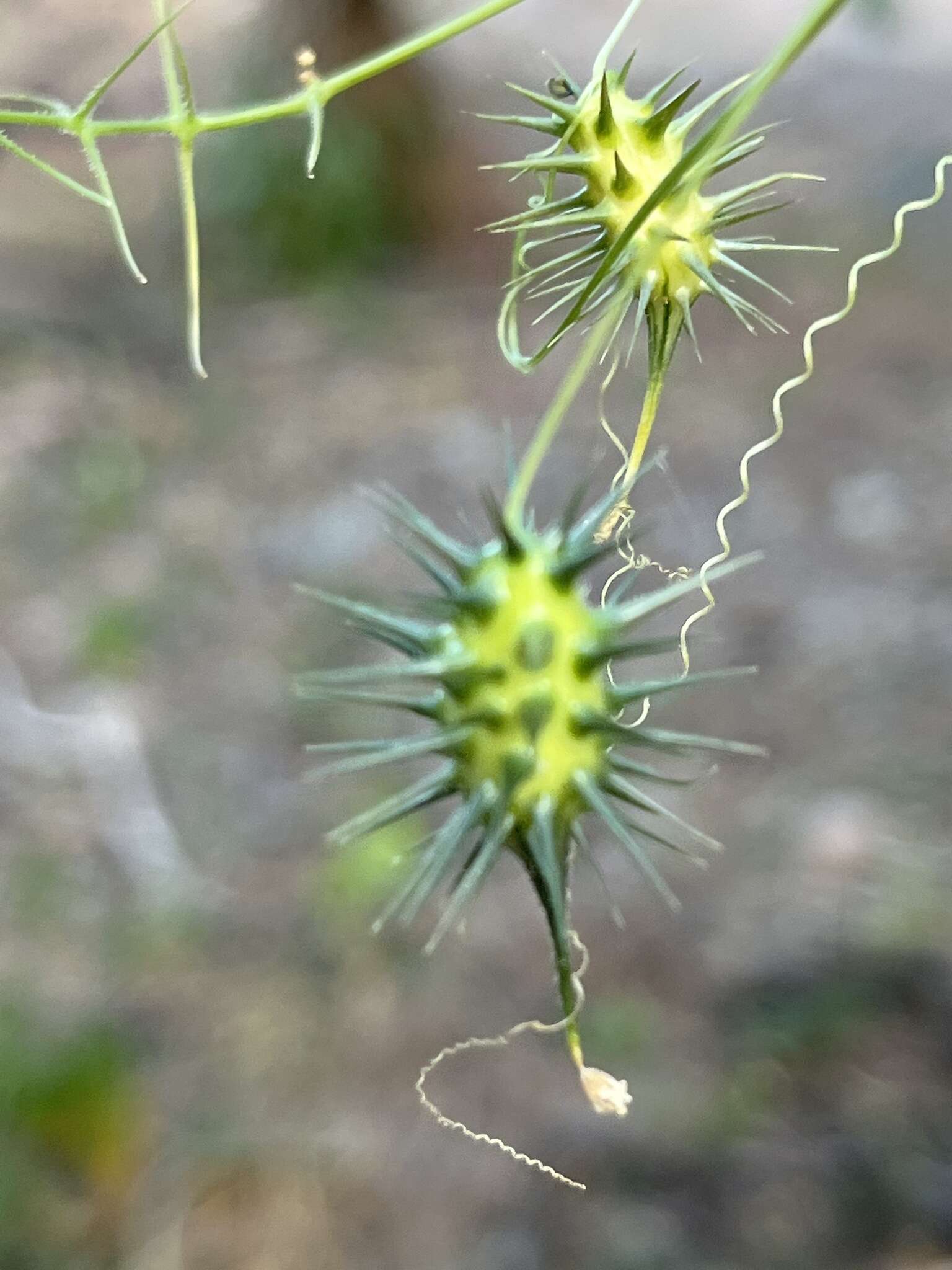 صورة Echinopepon minimus var. peninsularis (Gentry) Stocking