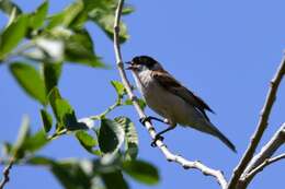 Image of White-Crowned Penduline Tit