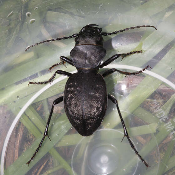 Image of Greater Night-stalking Tiger Beetle