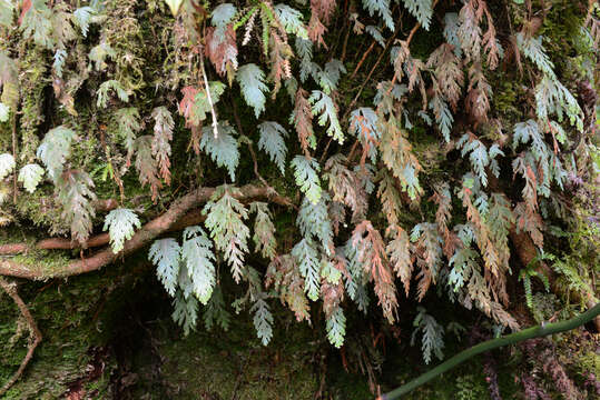 Image of Hymenophyllum pallidum (Bl.) Ebihara & K. Iwats.