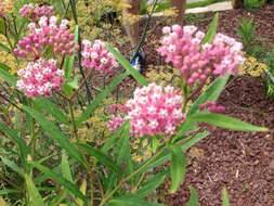 Image of swamp milkweed