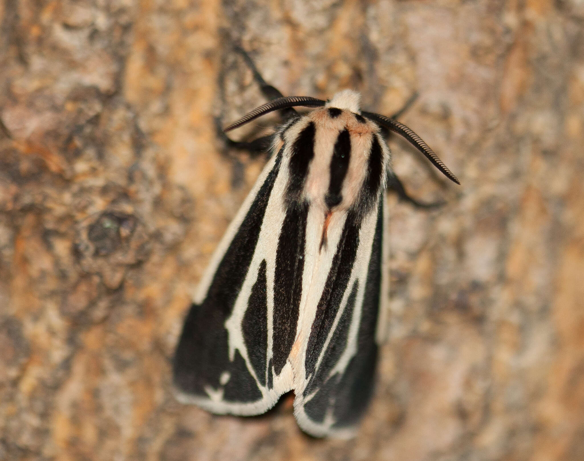 Image of Harnessed Tiger Moth