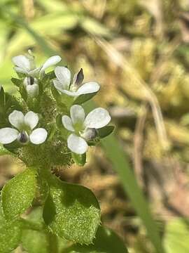 Image of Levenhookia sonderi (F. Müll.) F. Müll.