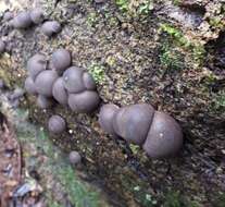 Imagem de Lycoperdon purpurascens Berk. & M. A. Curtis 1860