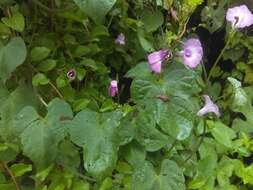 Image de Ipomoea triloba L.