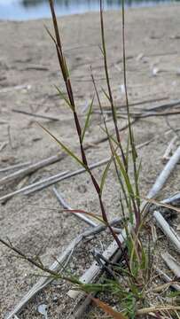 Image of purple sandgrass