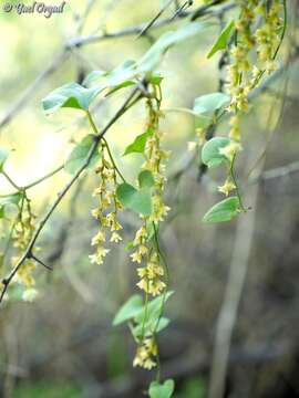 Image of Dioscorea orientalis (J. Thiébaut) Caddick & Wilkin