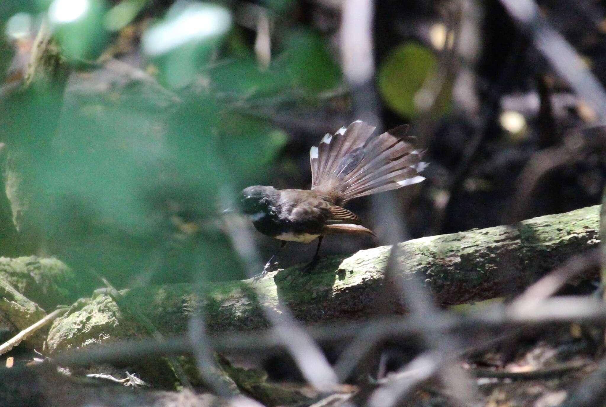 Image of Malaysian Pied Fantail