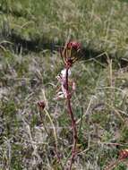 Oenothera coloradensis (Rydb.) W. L. Wagner & Hoch resmi