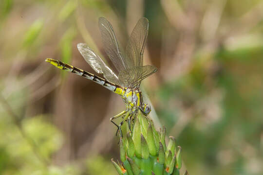 صورة Phanogomphus militaris (Hagen ex Selys 1858)