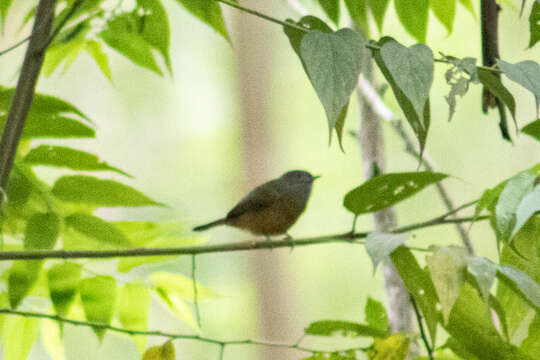 Imagem de Mionectes rufiventris Cabanis 1846