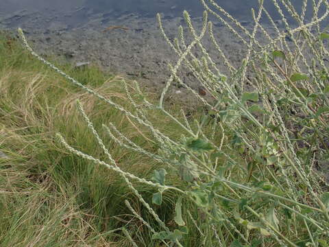 Image of Achyranthes aspera var. indica L.