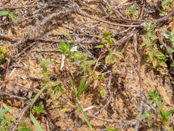 Imagem de Hexasepalum apiculatum (Willd.) Delprete & J. H. Kirkbr.