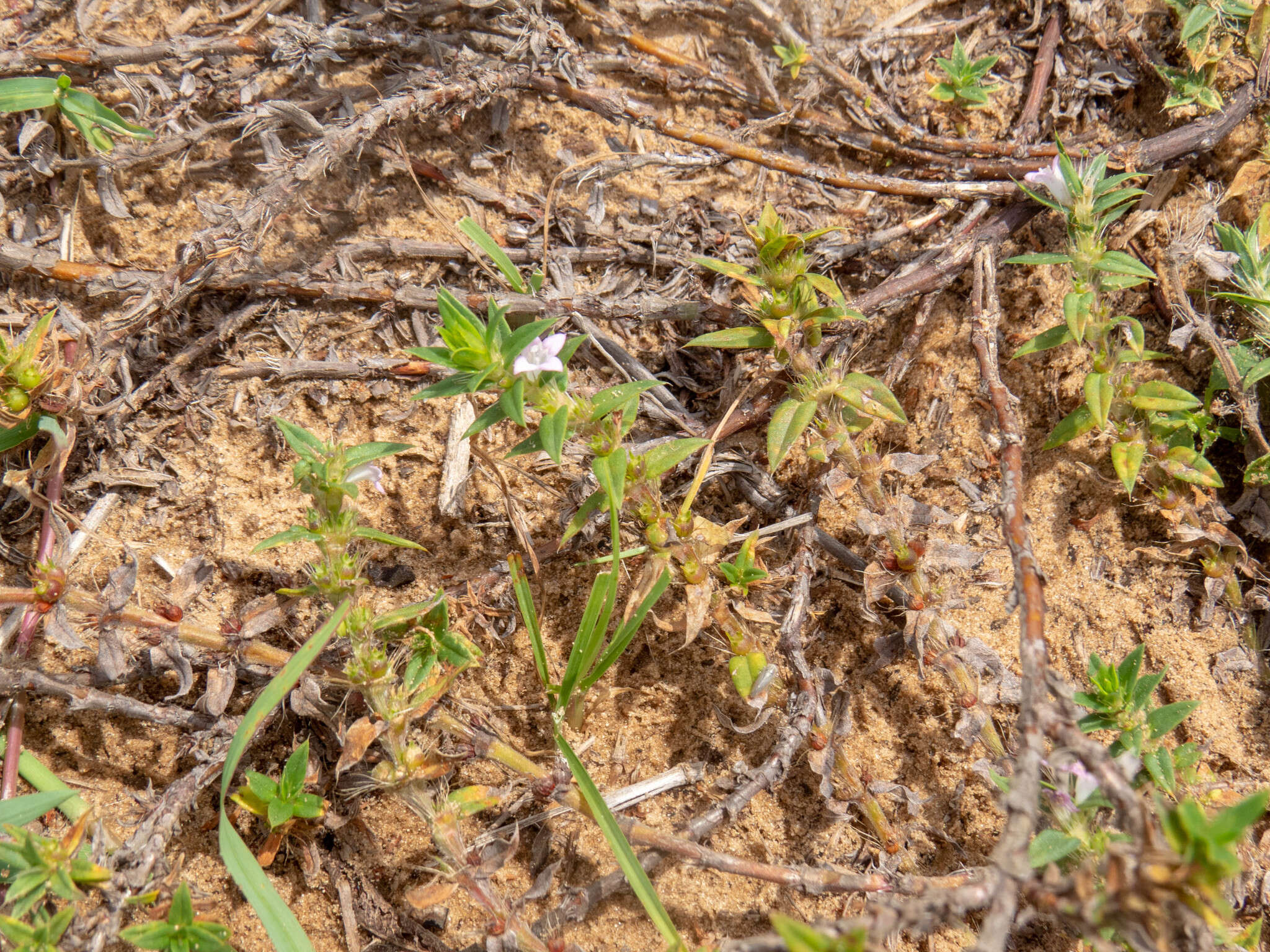 Image of stiff buttonweed