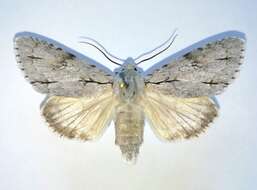 Image of Acronicta major Bremer 1864