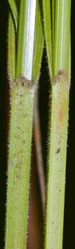 Scleria pauciflora Muhl. ex Willd. resmi