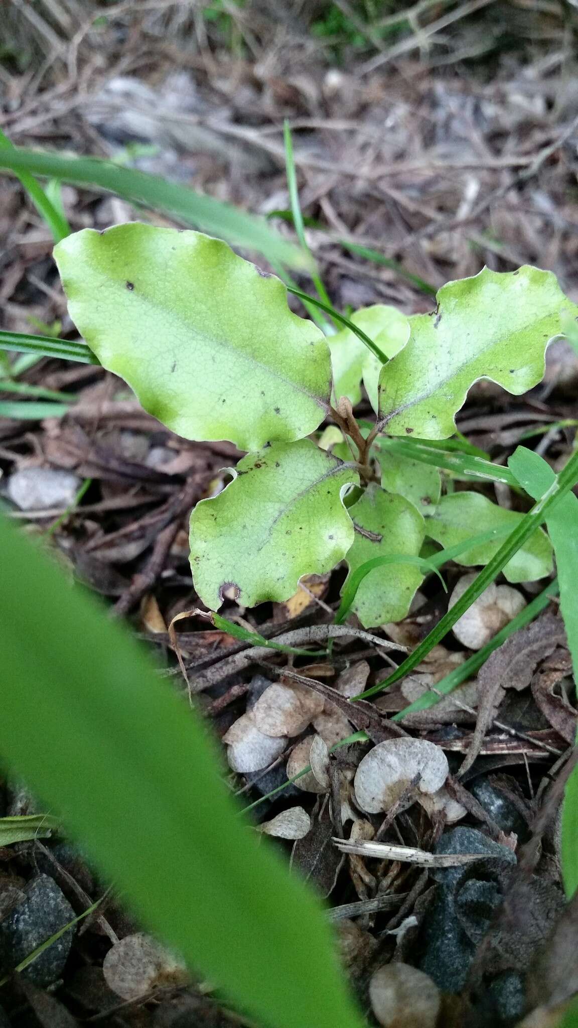 Слика од Olearia paniculata (J. R. & G. Forst.) Druce