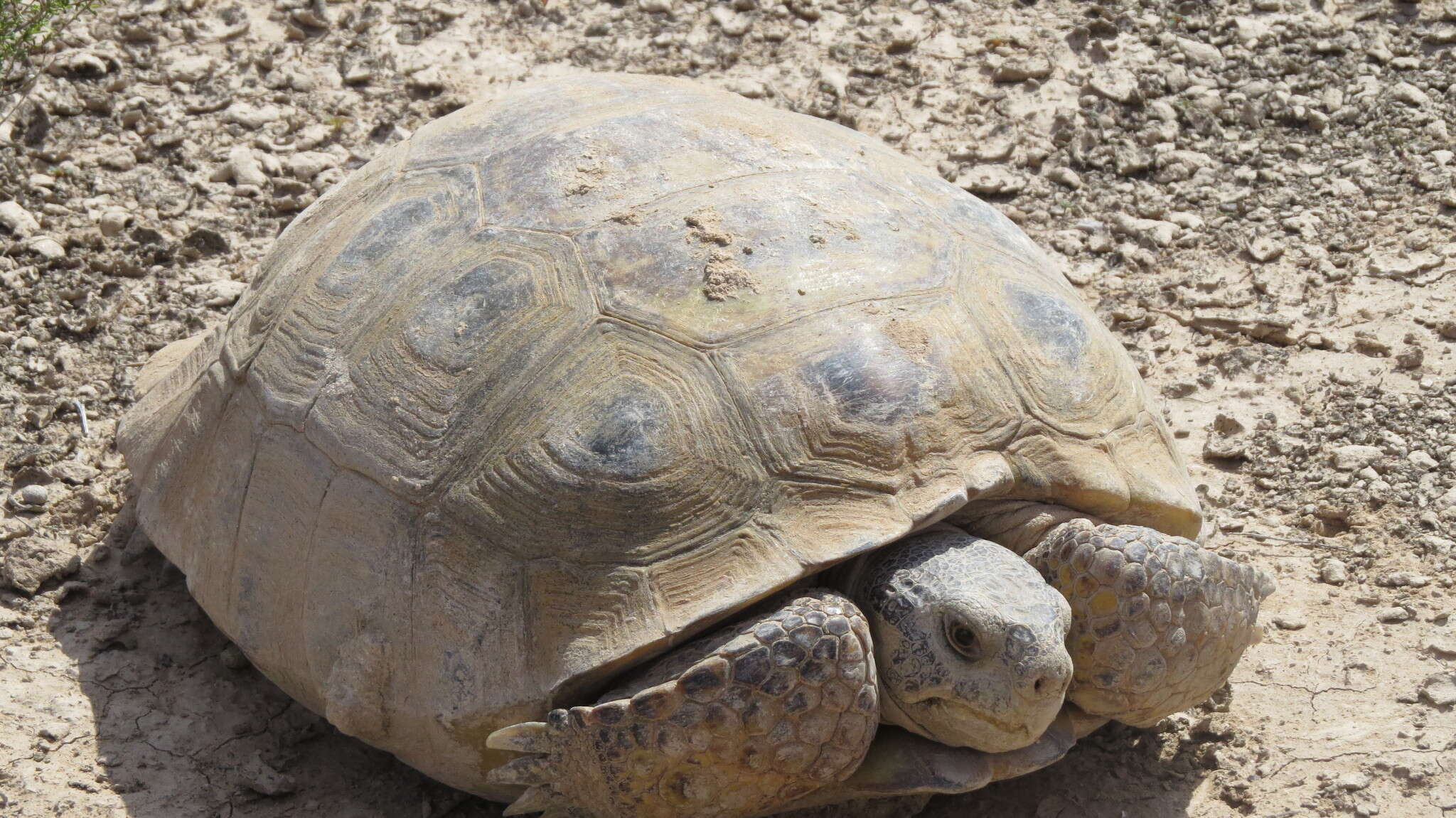 Image of Bolson Tortoise