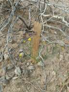 Image of roundleaf snakeweed