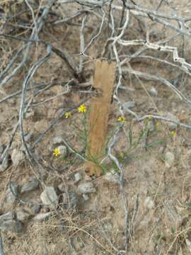 Image of roundleaf snakeweed