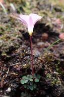 Image of Oxalis commutata Sond.