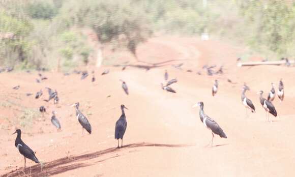 Image of Abdim's Stork