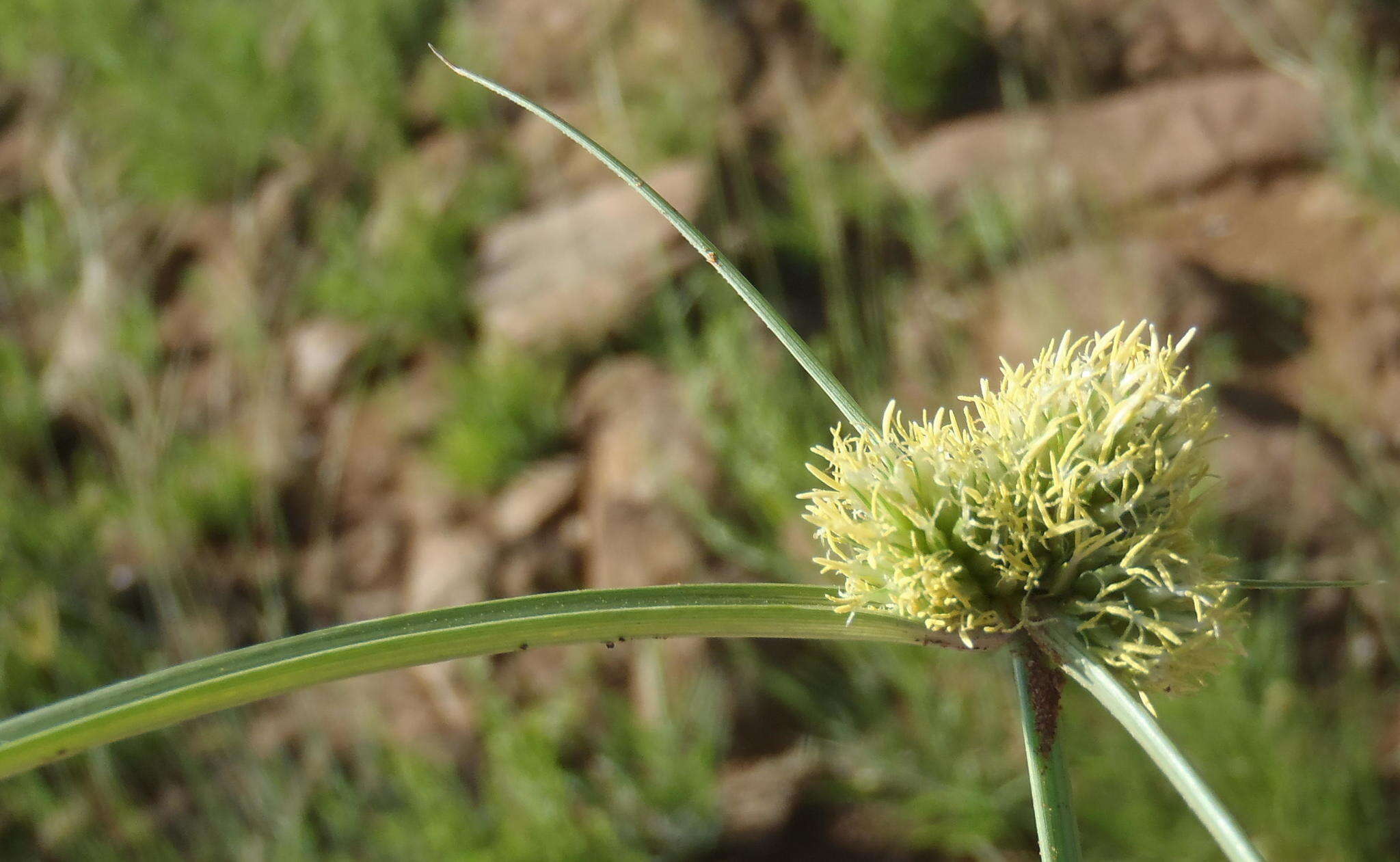 Image of Cyperus capensis (Steud.) Endl.