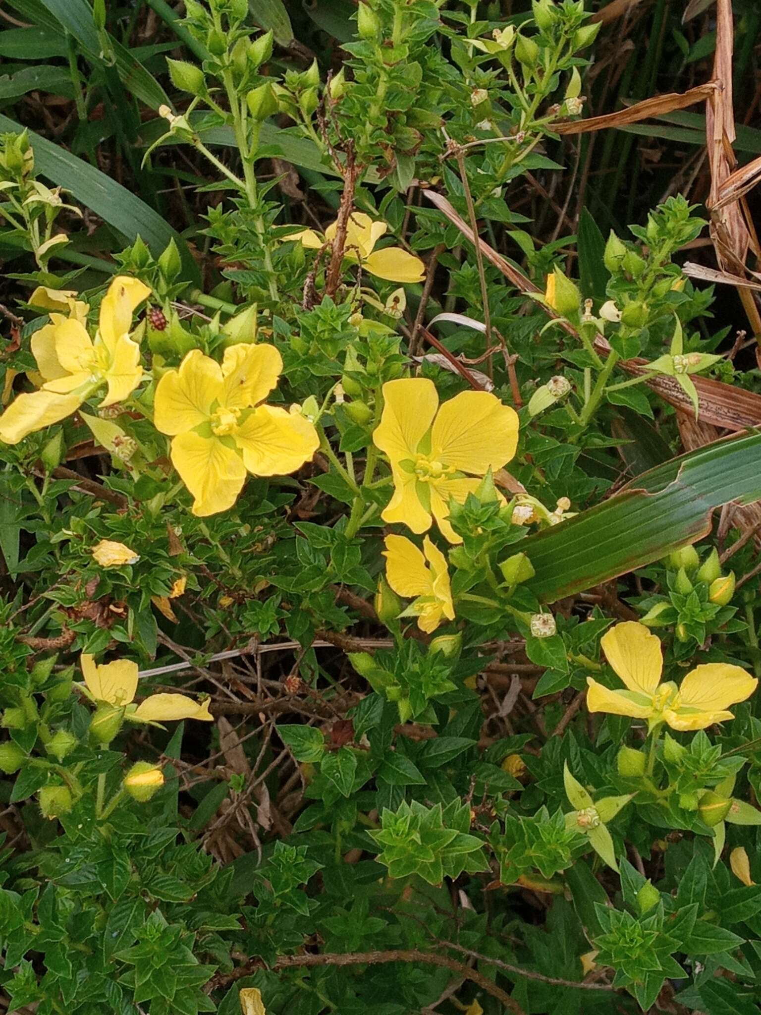 Image de Ludwigia multinervia (Hook. & Arn.) T. P. Ramamoorthy