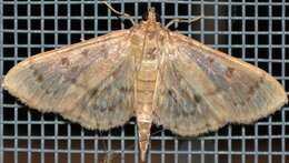 Image of Serpentine Webworm