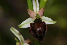 Image of Ophrys morisii (Martelli) G. Keller & Soó